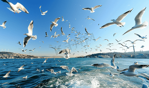 博斯普鲁斯海峡和海鸥飞行的景色