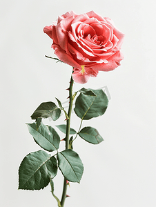 情感背景摄影照片_美丽的粉红色玫瑰花孤立在白色背景情人节卡片概念