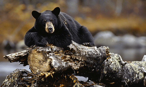 阿拉斯加木桩上的黑熊