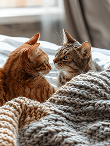 两只好奇的猫看着一条针织围巾