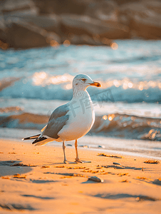 湖上的海鸥鸭鸟在沙滩上的黄沙海滩上