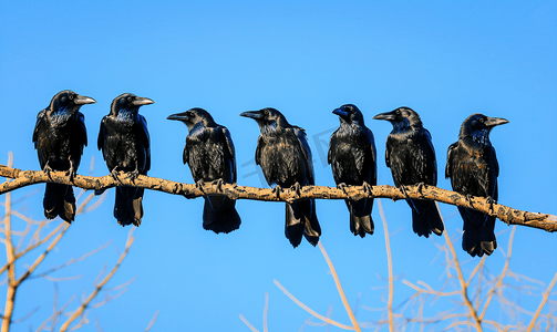 黑乌鸦和乌鸦坐在蓝天的树枝上