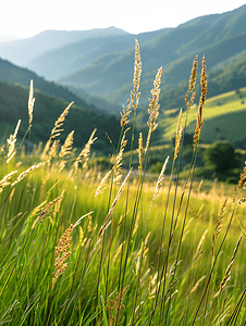 土耳其阿尔特温高地草甸上的野草