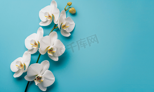 蓝色背景上的热带白色兰花可用空间复制空间