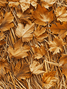 稻草背景上秋天的干叶