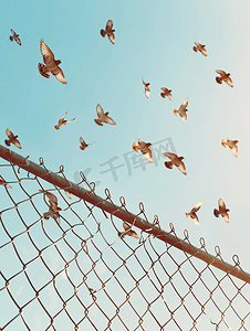 成群的鸟儿越过栅栏在天空中飞翔