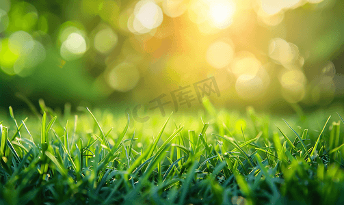 夏天模板摄影照片_新鲜绿草自然背景与复制空间设计模板的特写