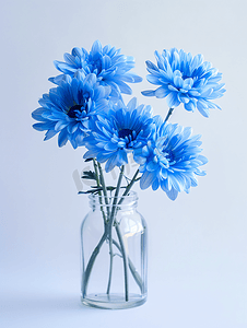 玻璃花瓶里的蓝色菊花