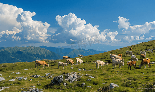 意大利贝加莫阿尔卑斯山上的牛群和她的牧羊犬