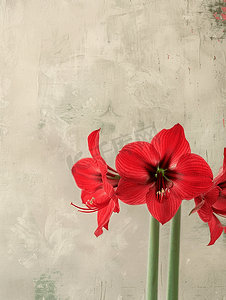 在墙壁背景上的孤挺花红花