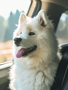 汽车一辆摄影照片_公路旅行期间一辆现代汽车里有一只可爱的萨摩耶犬