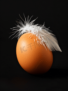 鸡蛋和鸡摄影照片_黑色背景上突显的一颗鸡蛋和一根蓬松的羽毛