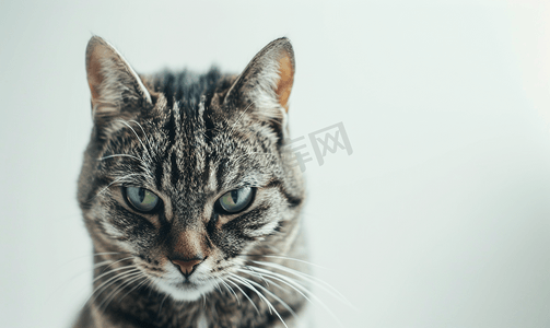 绿背景摄影照片_一只绿眼睛选择性聚焦的灰色条纹虎斑猫的悲伤枪口肖像