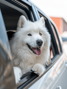 汽车一辆摄影照片_公路旅行期间一辆现代汽车里有一只可爱的萨摩耶犬