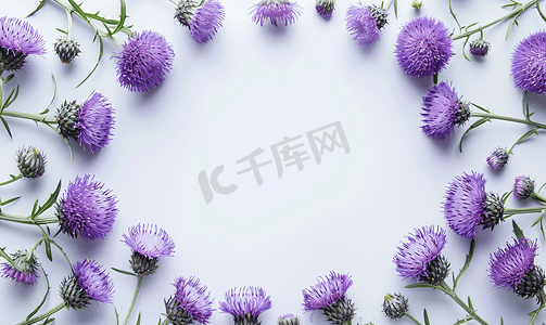 翠菊摄影照片_白色背景平躺的紫蓟花圆框