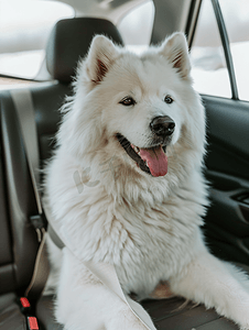 动物汽车摄影照片_公路旅行期间一辆现代汽车里有一只可爱的萨摩耶犬
