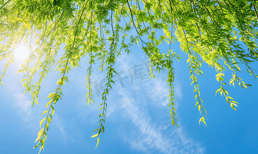 柳枝中国风摄影照片_蓝天背景下的柳枝