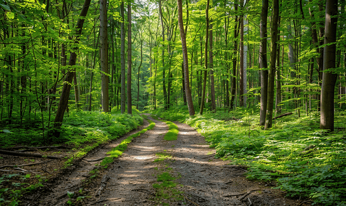 一片茂密的森林有一条林间小路
