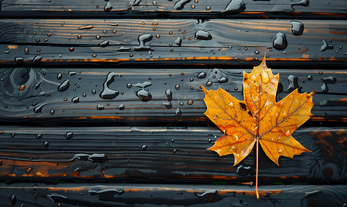 雨天的秋叶湿木背景的顶视图