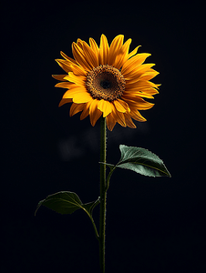 黑色背景上的黄色太阳花