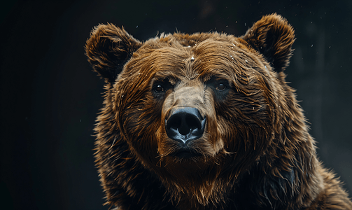 野生动物标本大棕熊头