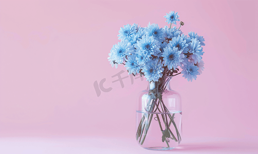 粉红色背景花瓶中的蓝色菊花复制空间