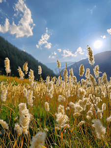 土耳其阿尔特温高地草甸上的野草