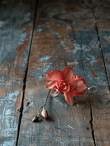 枯萎的兰花广泛落在木地板上