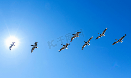 一群鸟在天空飞翔