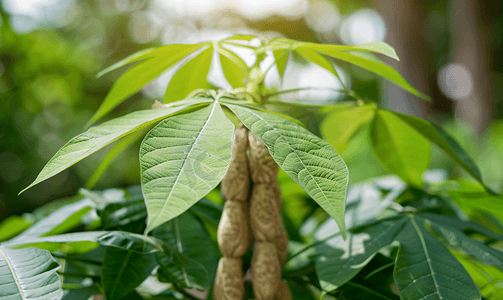 木薯植物营养丰富叶子也可用作蔬菜烹饪