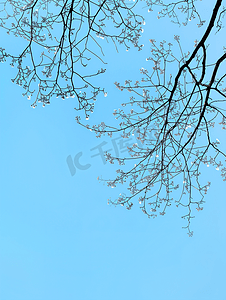 午后天空背景下的树枝轮廓