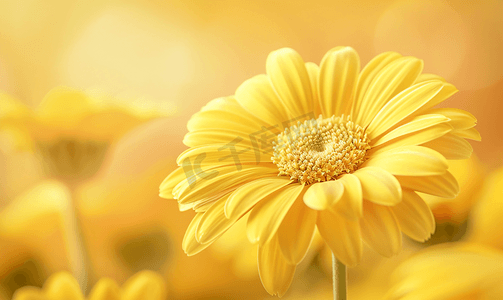 菊科摄影照片_金黄色巴伯顿雏菊正面视图特写