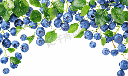 底纹边框摄影照片_孤立在白色背景上的新鲜蓝莓边框