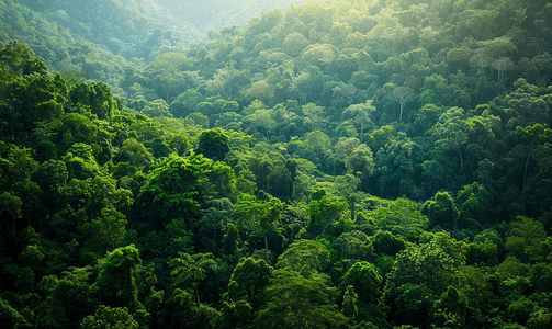 泰国森林鸟瞰图