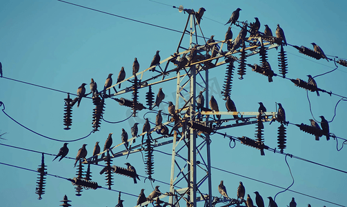 一大群鸟坐在电线上
