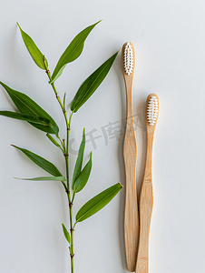 白色的环保牙刷和竹子植物