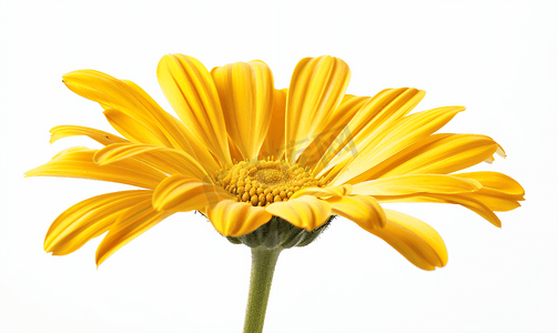 金黄色巴伯顿雏菊正面视图特写