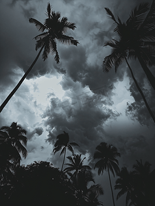 阴暗的雨天和棕榈树的轮廓