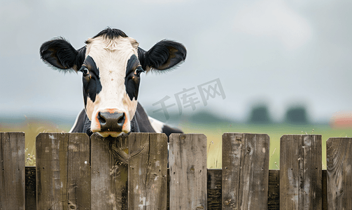 木栅栏摄影照片_荷斯坦奶牛望着木栅栏