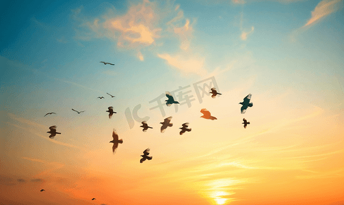 飞翔gif摄影照片_一群鸟在天空飞翔