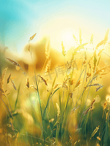 草原上清晨的阳光散发着金色光芒