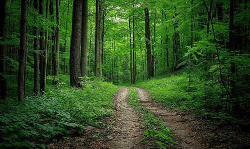 一片茂密的森林有一条林间小路