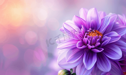 大丽花兰达夫主教紫色花朵的微距拍摄