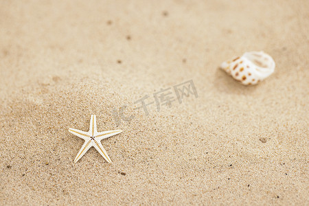 贝壳图片摄影照片_小海星小贝壳夏天沙滩图片