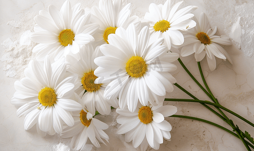 美丽的白色雏菊象征着纯洁的心灵、纯真和友谊