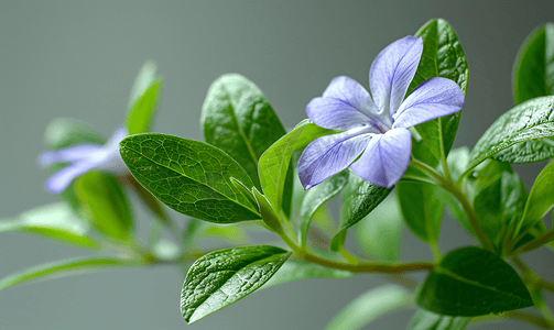 小叶紫檀盘珠子摄影照片_美丽的小长春花藤蔓长春花小叶的特写