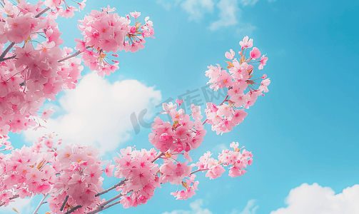 蓝天春天背景下盛开的粉红色樱花树