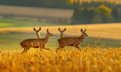 两只鹿在摩拉维亚大草地棕色田野上奔跑