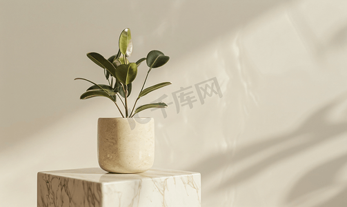 产品小样摄影照片_天然大理石石台上带植物的米色陶瓷花盆工作室产品