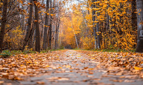 秋天森林里美丽的小巷